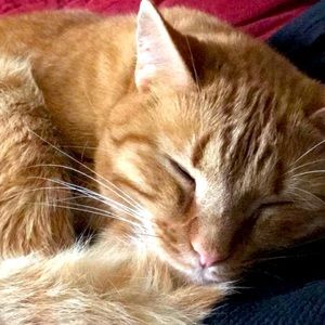 Meet your Posher, Rae